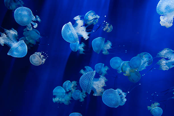 quallen schwimmen - jellyfish translucent sea glowing stock-fotos und bilder