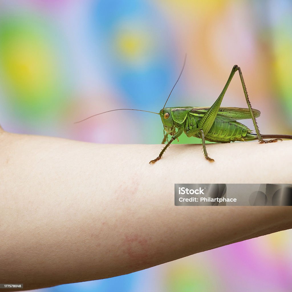 Grüne Heuschrecke - Lizenzfrei Bunt - Farbton Stock-Foto