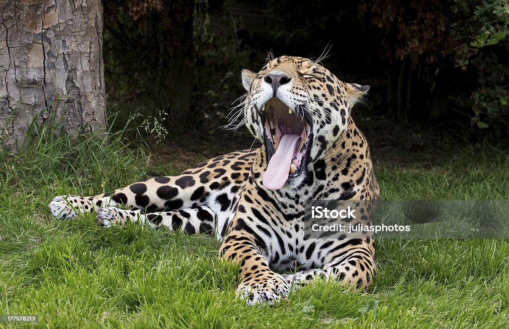 Jaguar Sbadigliare - Foto stock royalty-free di Ambientazione esterna