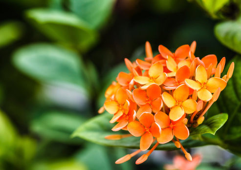 Bunch of Orange Ixora, West Indian Jasmine (Ixora, spp.), Closeup