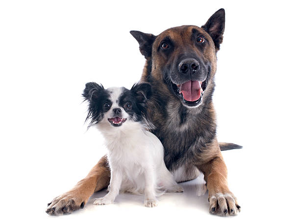 istock malinois and chihuahua 177578414
