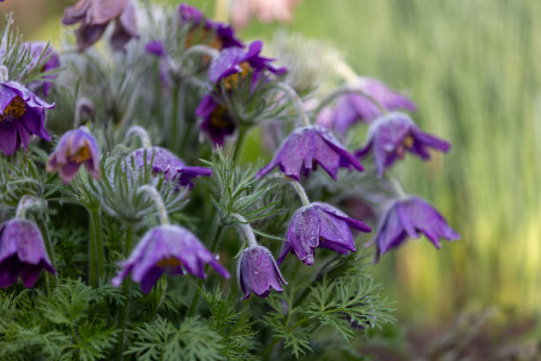 Close-up of blue pasqueflowers (Pulsatilla pratensis) Close-up of blue pasqueflowers (Pulsatilla pratensis) with raindrops pulsatilla pratensis stock pictures, royalty-free photos & images