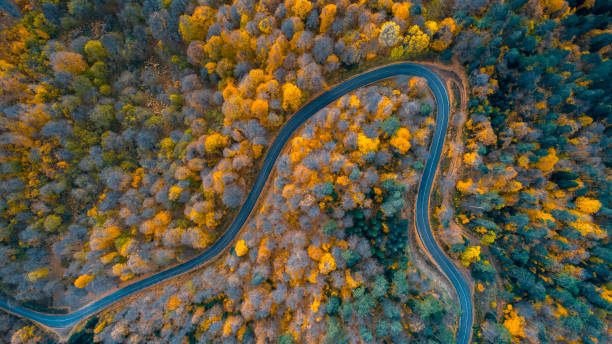 istock Top aerial view of winding path between trees in sunny autumn forest. 1775787147