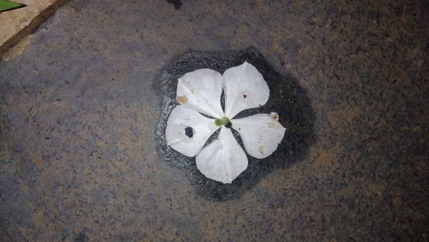 A flower stuck in the water on the stone floor