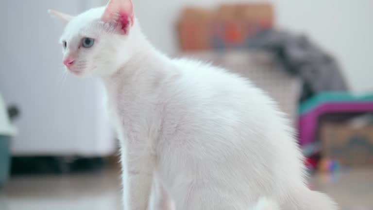 A cute white kitten looks into the cat cage and hisses in fear, hisses and arched back lifting fur up. .Concept of pets. 4k footage.