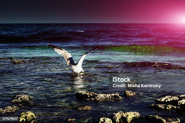 Seagull On The Stone Stock Photo - Download Image Now - Algae, Animal, Animal Markings