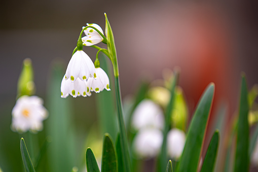 close-up of blossoms of spring snowflakes (leucojum vernum) with blurred background