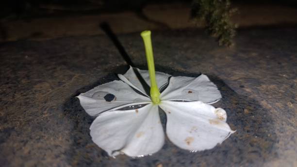 istock A flower stuck in the water on the stone floor 1775793065