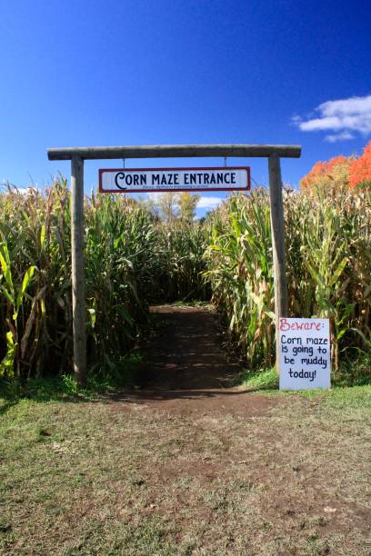 istock Corn Maze entrance with beware muddy warning sunny 1775809167