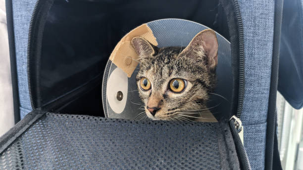 istock cat in the bag to check health 1775810749