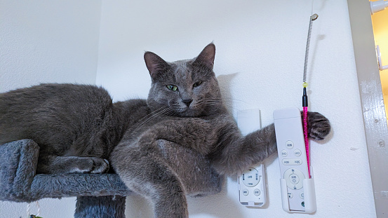 Gray cat sitting on a cat tree with arms tucked.