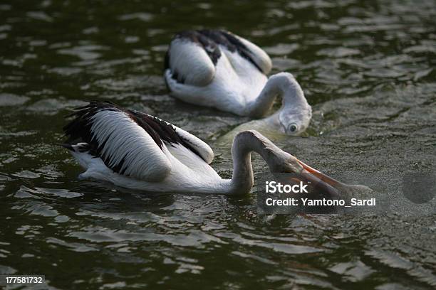 Foto de Pelicano e mais fotos de stock de Animal selvagem - Animal selvagem, Baía, Bebida gelada