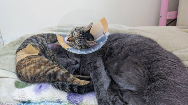 котенок с защитной головой (кошачий ошейник) после операции спит вместе со старшим братом. - sadness domestic cat kitten humor стоковые фото и изображения