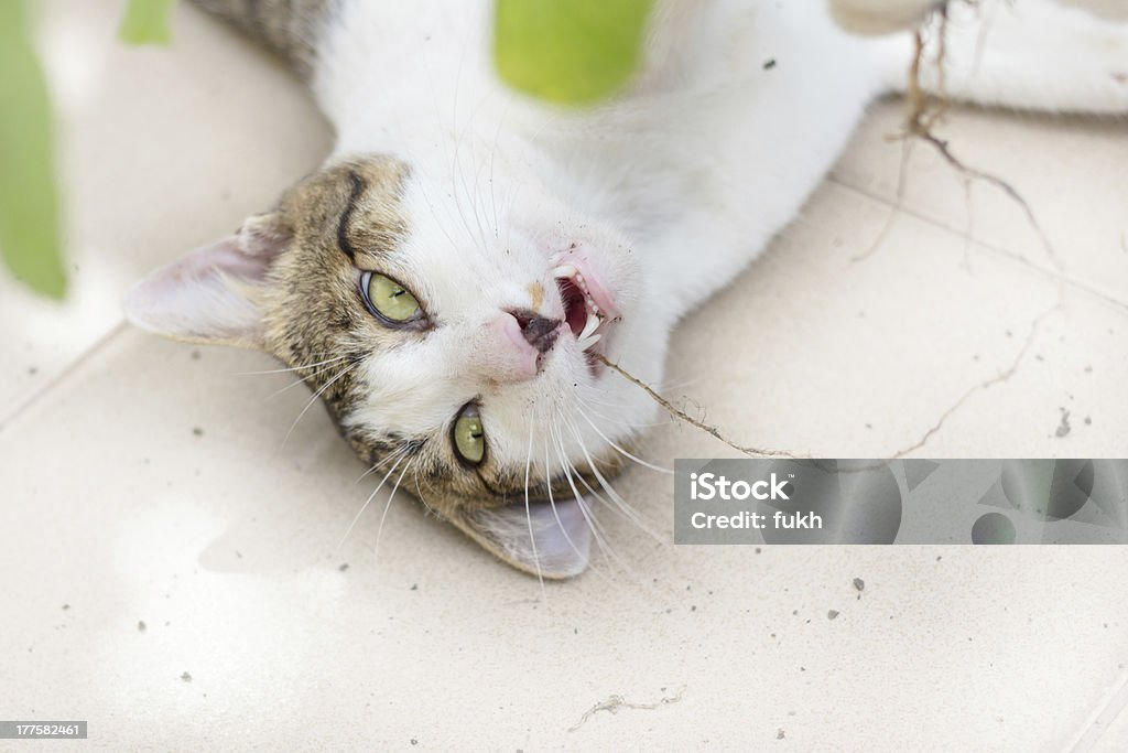 Lustige Katze ist seine Katzenminze - Lizenzfrei Domestizierte Tiere Stock-Foto