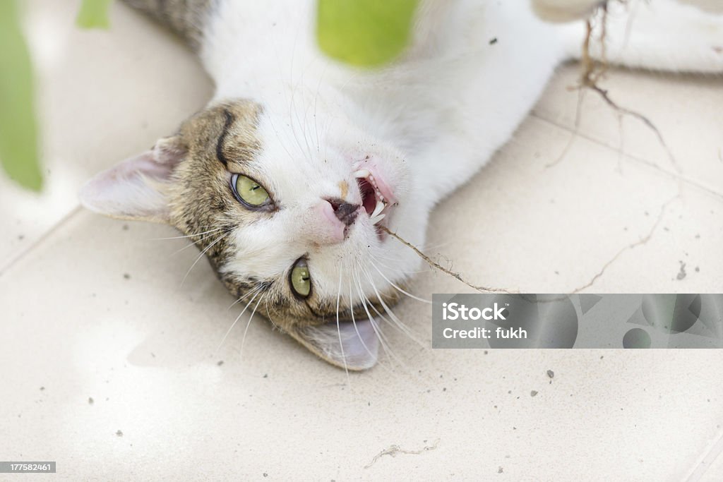 Gato engraçado desfruta sua Gatária - Foto de stock de Alegria royalty-free