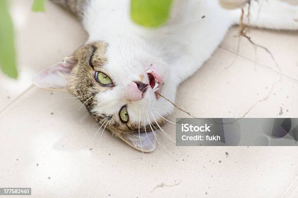 Foto de Gato Engraçado Desfruta Sua Gatária e mais fotos de stock de Alegria - Alegria, Animal doméstico, Arfar