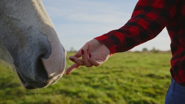 SLO MO Crop Hand of Female Rancher Stroking White Horse on Green Meadow on Sunny Day