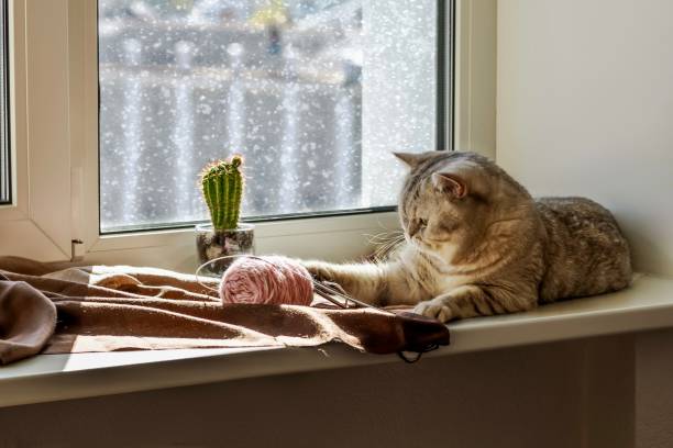 istock Scottish cat lies on the windowsill 1775831863