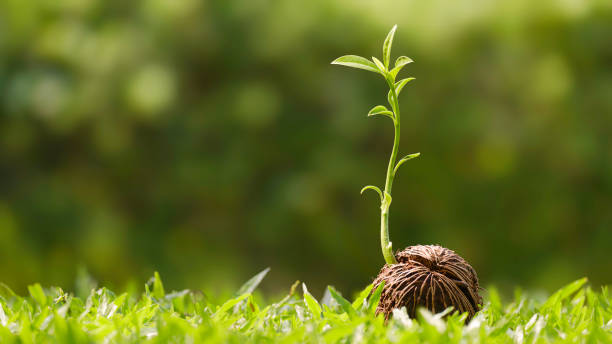 istock Green seedling growing from dry Cerbera odollam seed on grass with blurred greenery background 1775845999