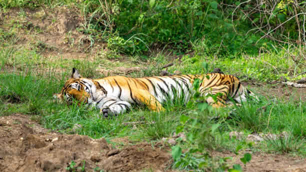 istock Bengal tiger in wild 1775849278