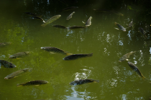 Tilapia in the pond