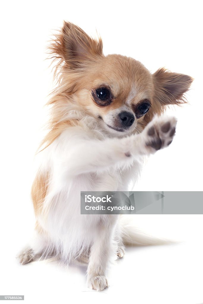 Chihuahua puppy raising paw in the air portrait of a cute purebred  playing chihuahua in front of white background Animal Stock Photo