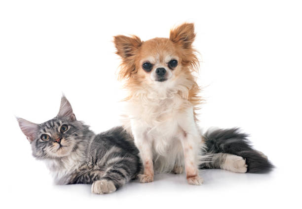 istock maine coon kitten and chihuahua 1775855768