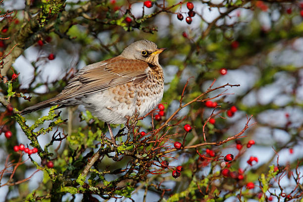 istock Fieldfare, Turdus pilaris 177585775