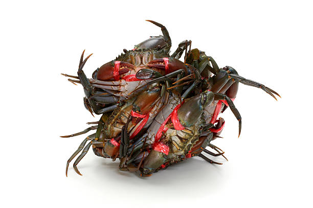 istock Serrated mud crab isolated white background 177585794