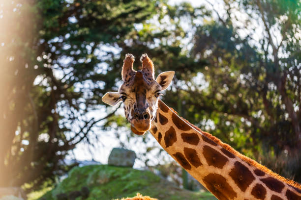 istock Beautiful Giraffe Portrait in Nature 1775857952