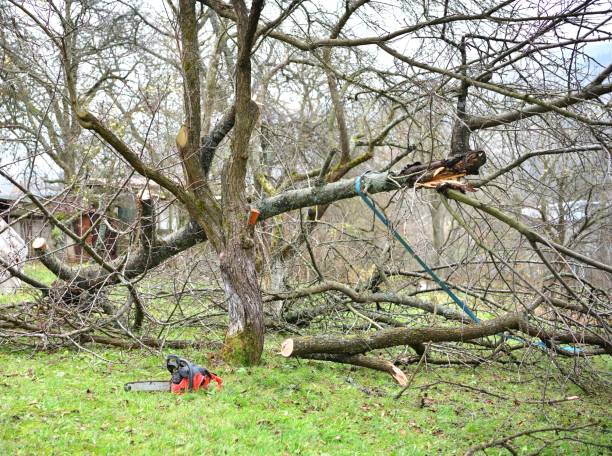 istock Broken and cut branches in the orchard and calamity after a strong wind 1775857961