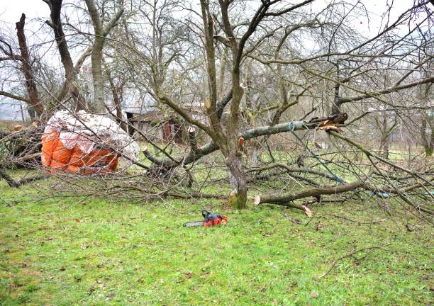 istock Broken and cut branches in the orchard and calamity after a strong wind 1775858559