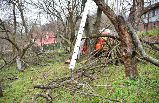 istock Broken and cut branches in the orchard and calamity after a strong wind 1775858573