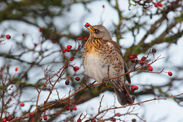 istock Fieldfare, Turdus pilaris 177587023