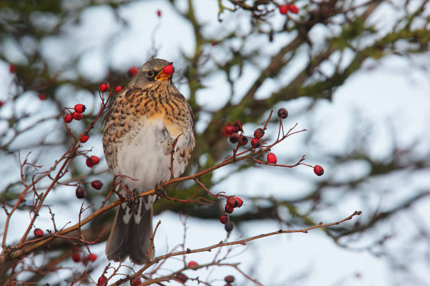 istock Fieldfare, Turdus pilaris 177587025