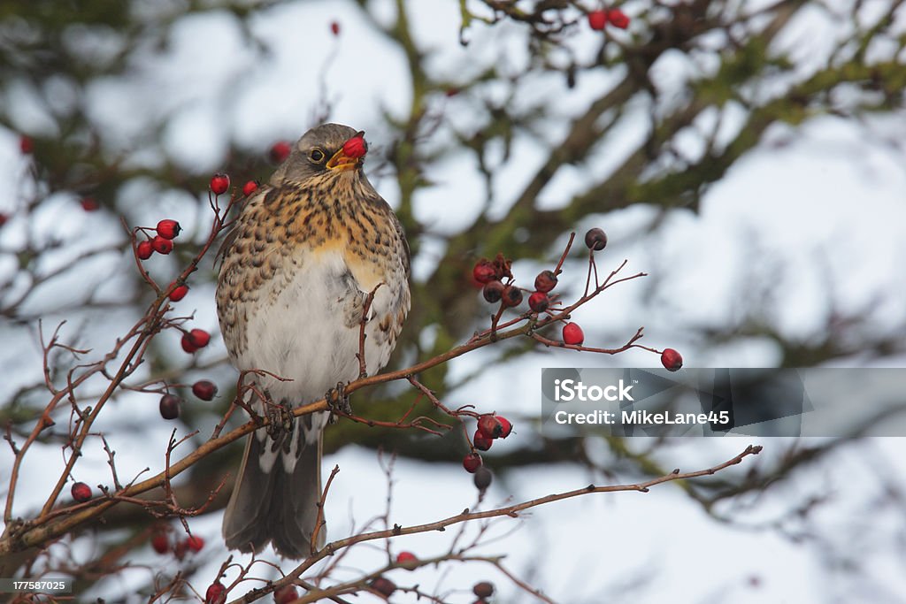 Fieldfare, Turdus pilaris Fieldfare, Turdus pilaris, a single bird feeding on red hawthorn berries, Dumfries, Scotland, winter 2009 Bird Stock Photo