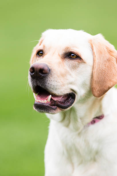 istock Yellow Labrador Retriever Head Shot 177587511