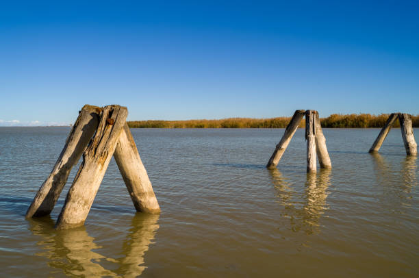 Wooden Mooring Posts Wooden mooring posts for boats in the shallow waters of Lake Neusiedl. bollard pier water lake stock pictures, royalty-free photos & images