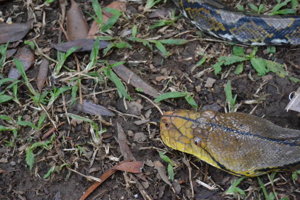 istock A head of phyton snake 1775879063