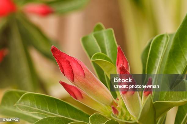 Pedaliaceae - zdjęcia stockowe i więcej obrazów Adenium arabskie - Adenium arabskie, Arabia, Dubaj