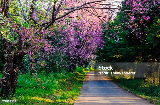 Prunus Cerasoides Ciliegio Fiore Selvaggio Dellhimalaya - Fotografie stock e altre immagini di Albero