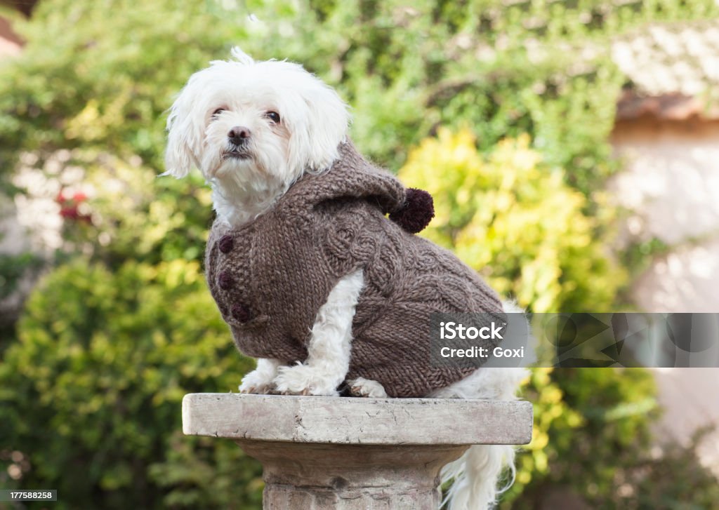 Perro con guantes - Foto de stock de Abrigo para perro libre de derechos