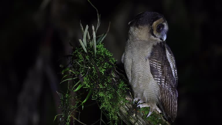 Nocturnal bird in silhouette : adult Brown wood-owl (Strix leptogrammica).