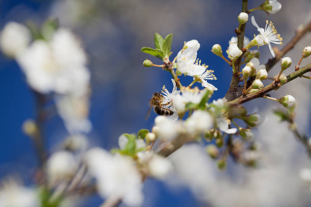 bee recogida de polen la primavera - bee apple tree flower single flower fotografías e imágenes de stock