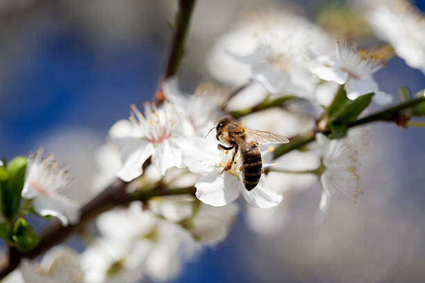 bee recogida de polen la primavera - bee apple tree flower single flower fotografías e imágenes de stock