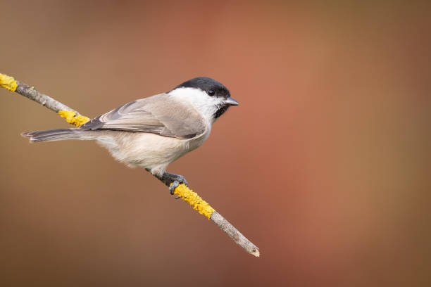 istock Bird - Marsh Tit perched on tree, winter in wildlife Poland Europe 1775900706