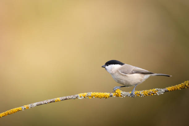 istock Bird - Marsh Tit perched on tree, winter in wildlife Poland Europe 1775900707