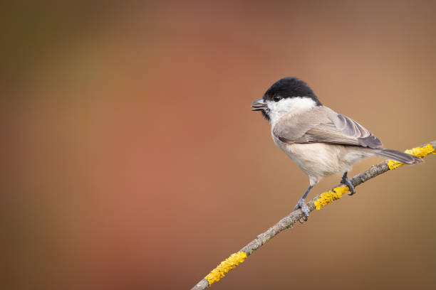 istock Bird - Marsh Tit perched on tree, winter in wildlife Poland Europe 1775900726