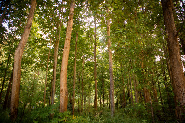 istock The forest grows beautifully in the morning. 1775903555