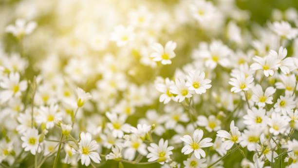 istock Spring small white flowers in sunlight. Beautiful spring banner. Selective focus. 1775904196